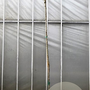 Albizia julibrissin 200 cm stam container 10-12 lei 150x120