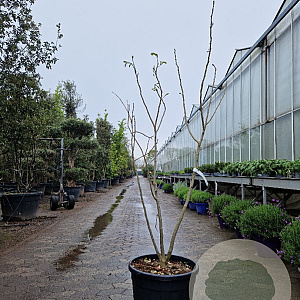 Albizia julibr. Ombrella 125-150 cm 35L
