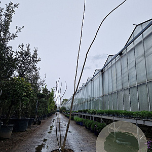 Albizia julibr. Ombrella 200-250 cm 35L