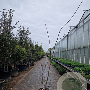 Albizia julibr. Ombrella 200-250 cm 35L