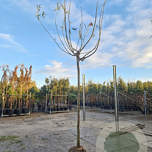 Albizia julibr. Ombrella 225 cm stam draadkluit
