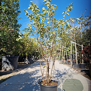 Amelanchier lamarckii 175-200 cm 30L