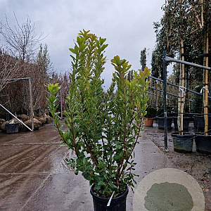 Arbutus unedo 125-150 cm 30L