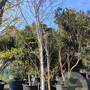Betula utilis jacquemontii 350-400 cm container meerstammig