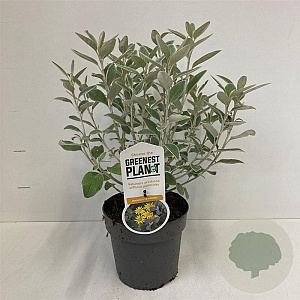 Brachyglottis 'Sunshine' 25-30 cm 2,0L