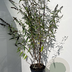 Buddleja d. 'Border Beauty' 80-100 cm 7,5L