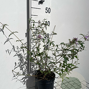 Buddleja d. 'Nanho Blue' 40-60 cm 2,0L