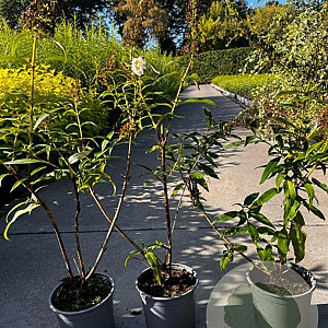 Buddleja d. 'White Profusion' 40-60 cm 2,0L