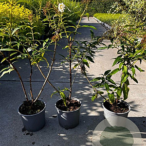 Buddleja d. 'White Profusion' 40-60 cm 2,0L