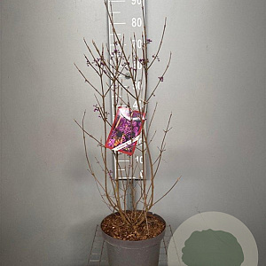 Callicarpa bod. 'Profusion' 80-100 cm 7,5L