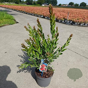 Callistemon vimin. Inferno 35-40 cm 5,0L