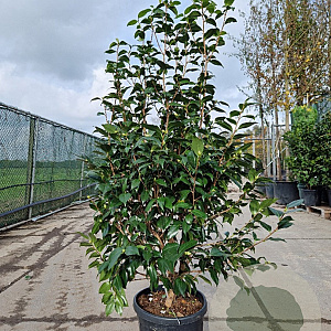 Camellia japonica 125-150 cm container meerstammig