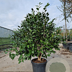 Camellia j. 'C.M. Hovey' 125-150 cm container meerstammig