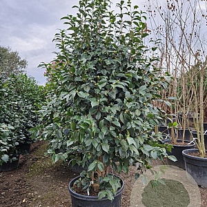 Camellia j. 'Sacco Vera' 175-200 cm container meerstammig