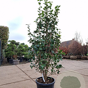 Camellia j. 'Snowball' 150-175 cm 35L