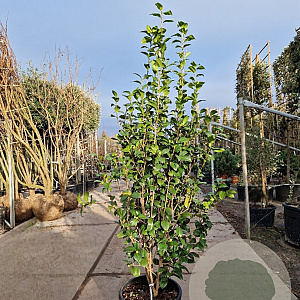 Camellia j. 'Snowball' 175-200 cm 35L