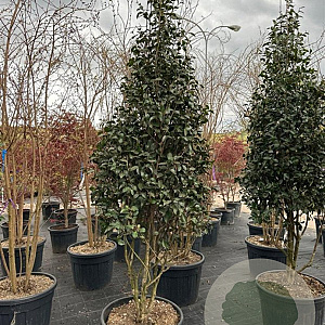 Camellia sasanqua 200-250 cm container meerstammig