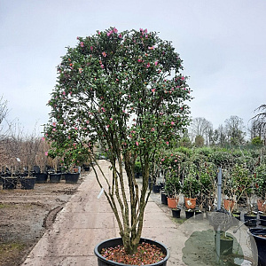 Camellia sasanqua 250-300 cm container meerstammig 