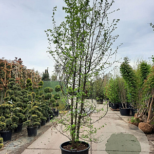 Carpinus betulus 300-350 cm container meerstammig