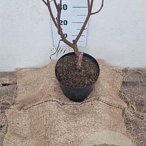 Catalpa bignonioides 'Aurea' 80-100 cm 7,5L