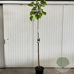 Catalpa bignonioides 'Aurea' 180 cm stam 15L