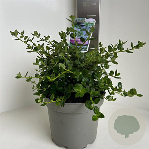 Ceanothus griseus 'Yankee Point' 30-40 cm 5,0L