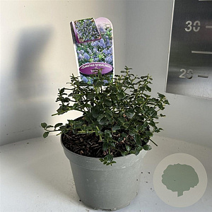 Ceanothus thyrsiflorus repens 10 cm 2,0L
