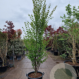 Cercidiphyllum japonicum 250-300 cm container meerstammig