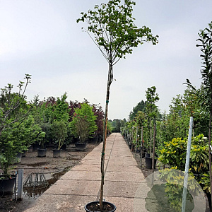 Cercis canadensis 200 cm stam container 8-10