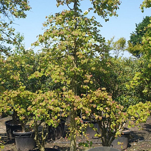 Cercis can. Lavender Twist 200-250 cm container meerstammig