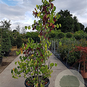 Cercis siliquastrum 150-175 cm container meerstammig