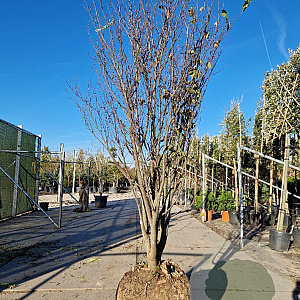 Cercis siliquastrum 250-300 cm draadkluit meerstammig 4 X verplant extra