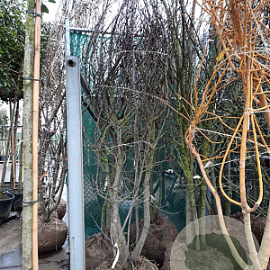 Cercis siliquastrum 250-300 cm draadkluit meerstammig 4 X verplant extra