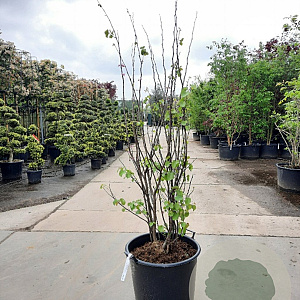 Cercis siliquastrum 200-250 cm container meerstammig extra