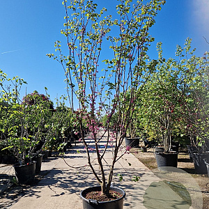 Cercis siliquastrum 250-300 cm container meerstammig