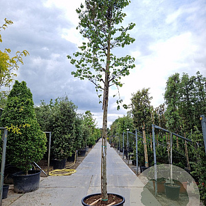 Cercis siliquastrum 220 cm stam container 20-25