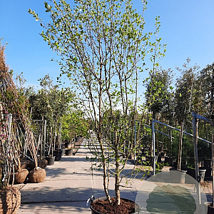 Chionanthus virginicus 300-350 cm container meerstammig