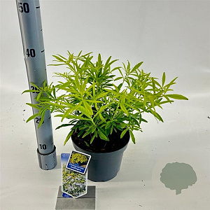 Choisya Goldfingers 25-30 cm 3,0L