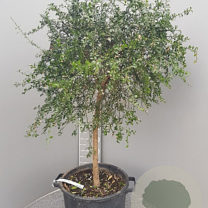 Citrus australasica 100-110 cm 20L stam