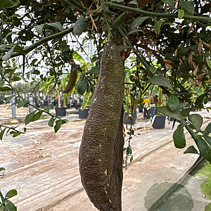 Citrus australasica 100-110 cm 20L stam