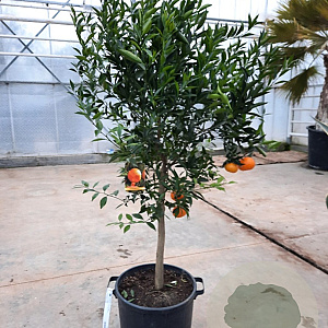 Citrus reticulata 100-110 cm 20L stam