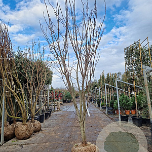 Cladrastis kentukea 250-300 cm draadkluit solitair