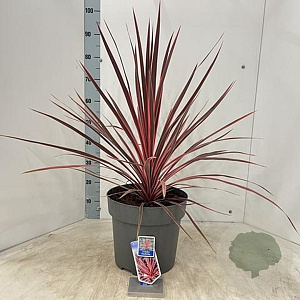 Cordyline aus. Charlie Boy 70-80 cm 12L