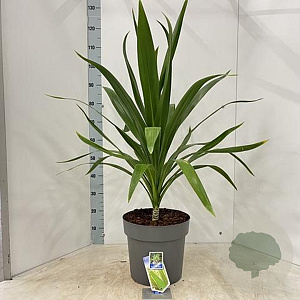 Cordyline aus. Emerald Star 50-60 cm 12L