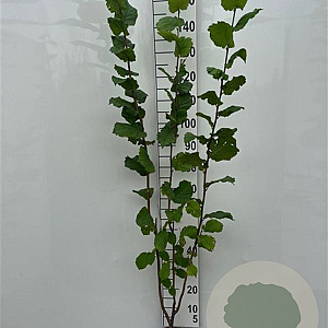 Corylus avellana 150-175 cm 5,0L