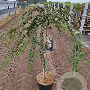 Cotoneaster apiculatus 'Blackburn' 90 cm stam 10L 2jr.kroon