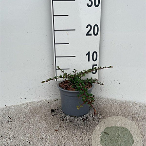 Cotoneaster pr. 'Queen of Carpets' plantgoed C1.3