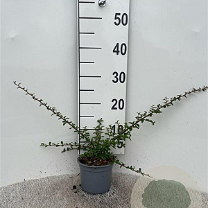 Cotoneaster suec. 'Coral Beauty' 25-30 cm C1.3