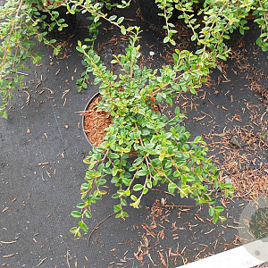 Cotoneaster suec. 'Coral Beauty' 30-40 cm C1.5