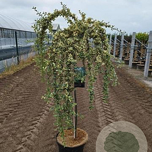 Cotoneaster suec. 'Juliette' 90 cm stam 10L 2jr.kroon